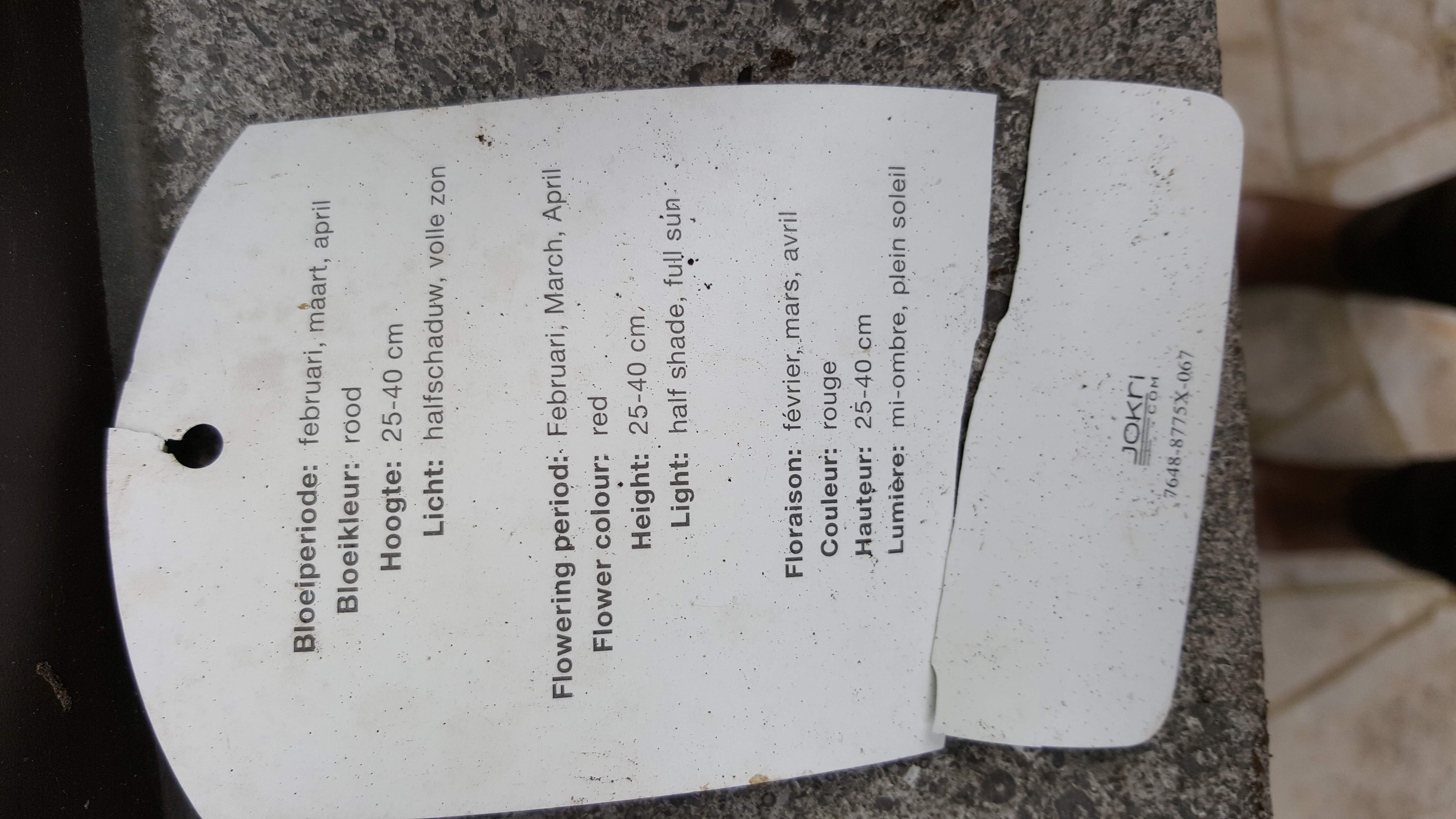 helleb orien red1.jpg